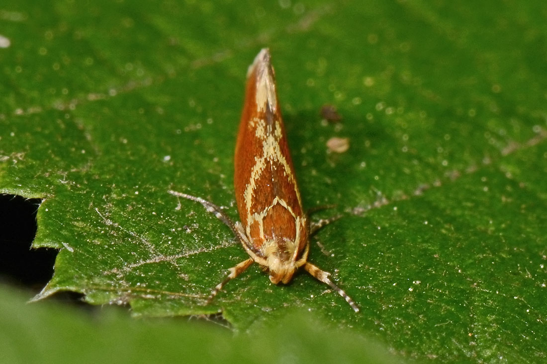 Metalampra italica - Oecophoridae? S